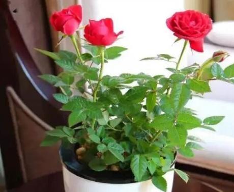 玫瑰花种植季节是几月