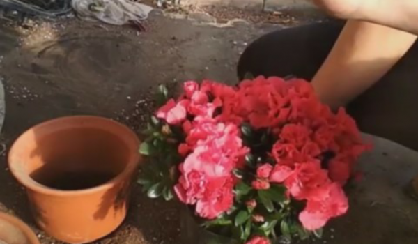 盆栽杜鹃花一般多少钱一盆