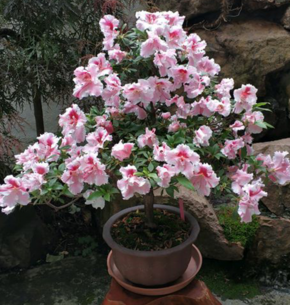 盆栽杜鹃花一般多少钱一盆