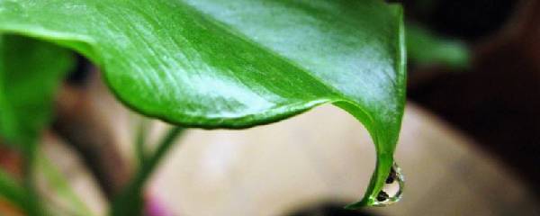 滴水观音养护与注意事项
