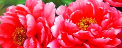 牡丹花苗的栽培方法有哪些 牡丹苗种植方法和时间