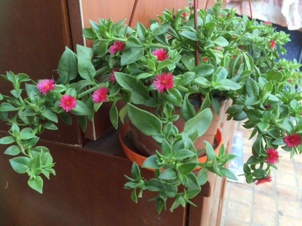 肉质植物怎么种植好