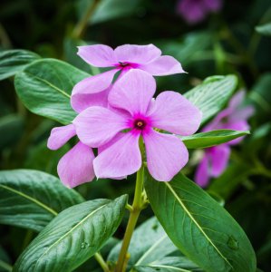 长春花的花语和象征 分享长春花的形状和特点