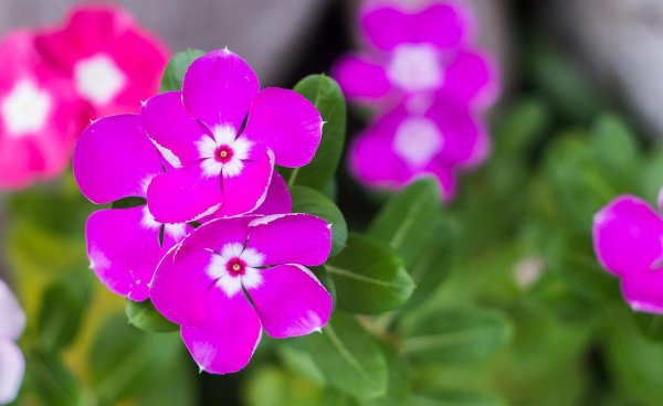 长春花的花语和象征
