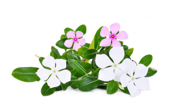 长春花的花语和象征