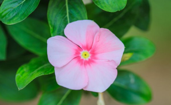 长春花的花语和象征