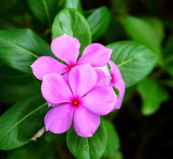 长春花的花语和象征