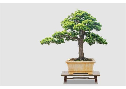 罗汉松浇水的正确方法