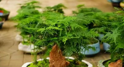文竹的养殖方法和注意事项有哪些 文竹最适宜的温度