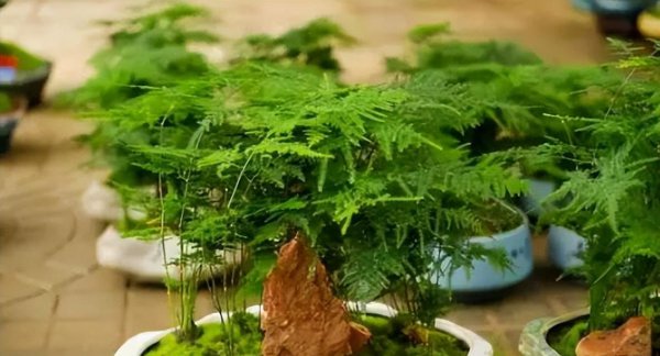 文竹的养殖方法和注意事项有哪些