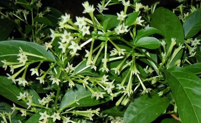 夜来香种子的种植方法和时间 香味迷人的花卉夜来香