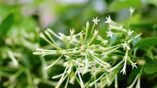 夜来香种子的种植方法和时间