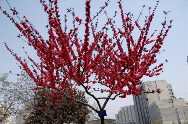 红叶碧桃花期多长时间