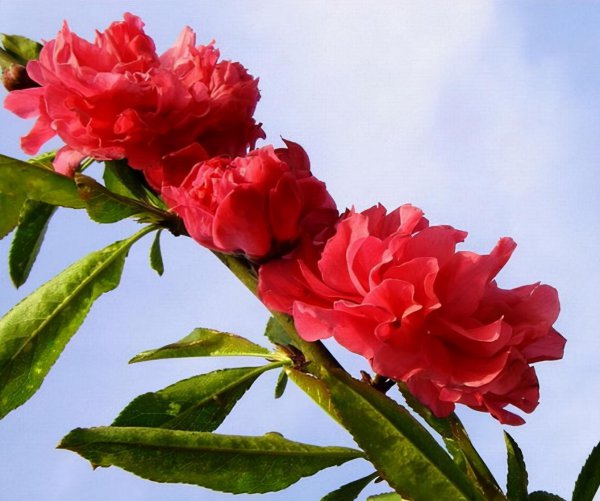 红叶碧桃花期多长时间