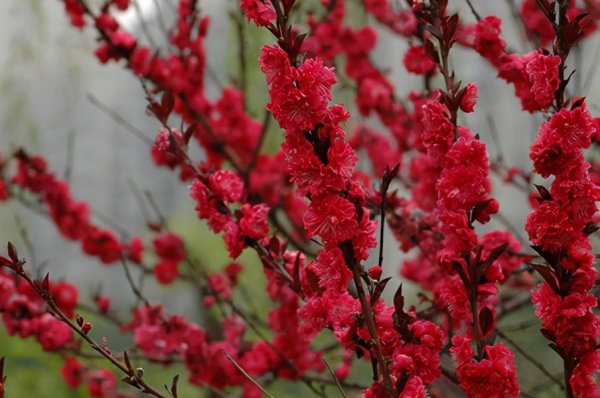 红叶碧桃花期多长时间