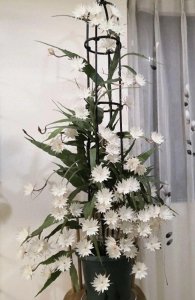 家里千万不可养昙花 昙花适合生长的环境