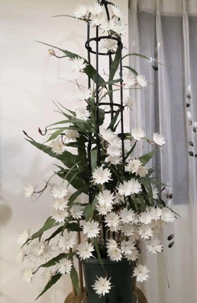 家里千万不可养昙花