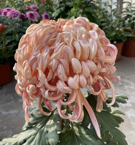 家里千万不可养昙花