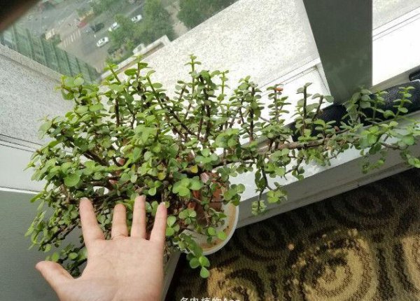 如何养金枝玉叶盆栽