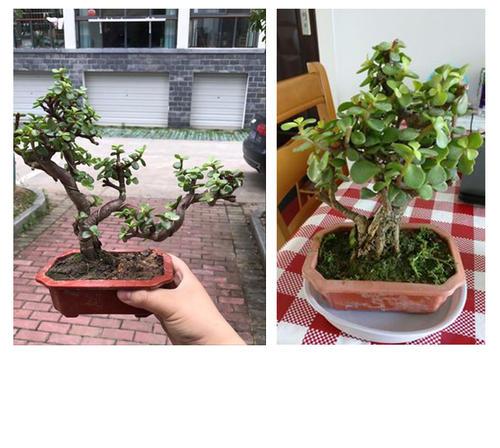 如何养金枝玉叶盆栽