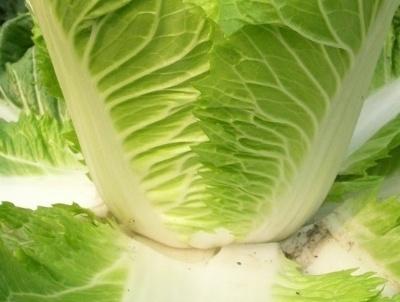 白菜怎么种植