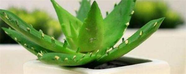 芦荟盆栽怎么养