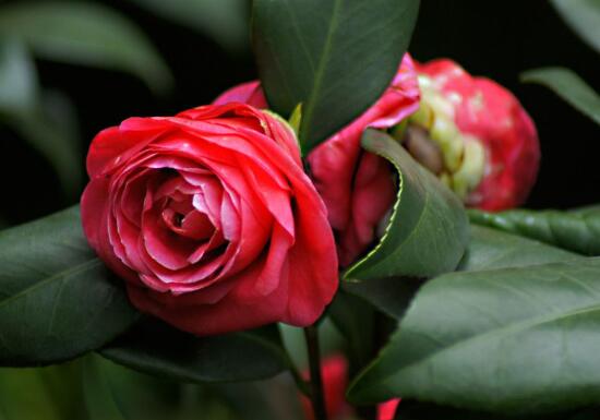 金茶花花语是什么