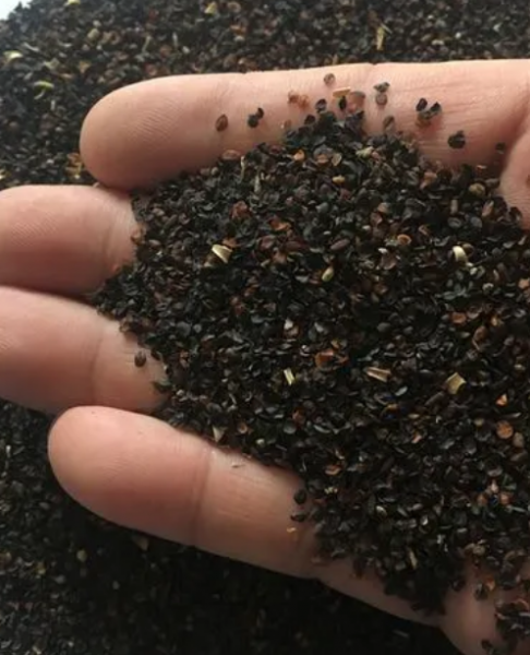 石竹几月份播种最好