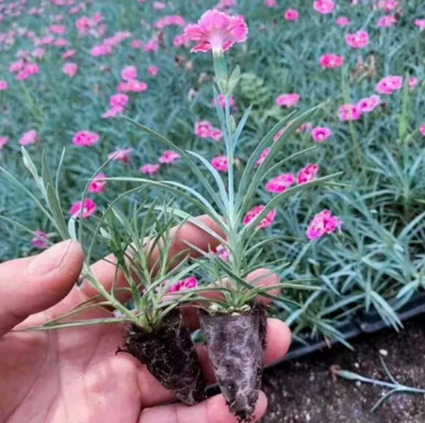 石竹几月份播种最好