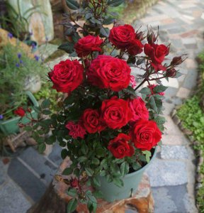月季花怎么栽培 月季花的栽培与养护