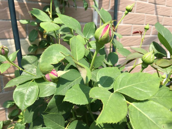 月季花怎么栽培