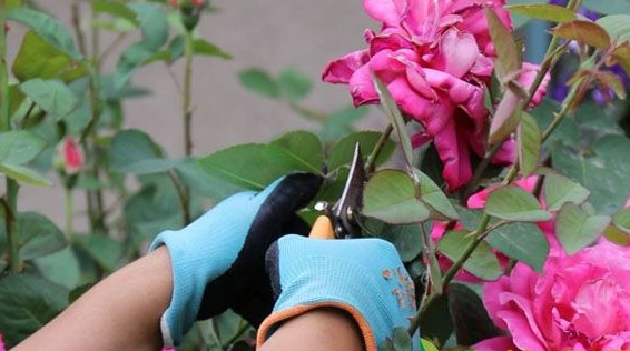 月季花怎么栽培