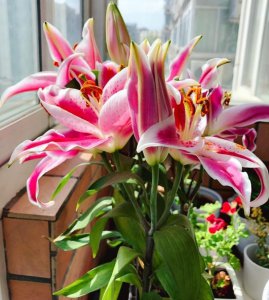怎样养百合花才能养好 养百合花技巧与方法