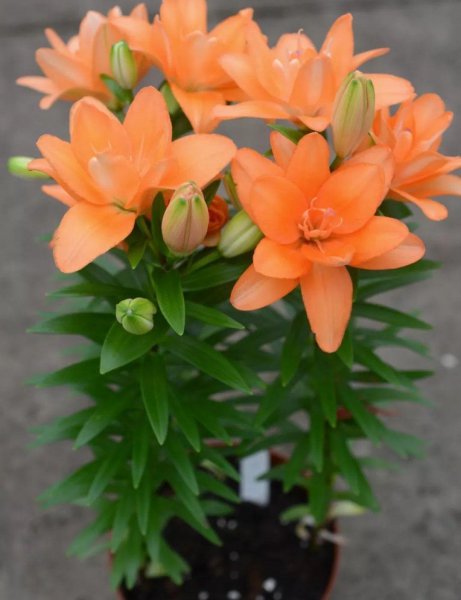 怎样养百合花才能养好