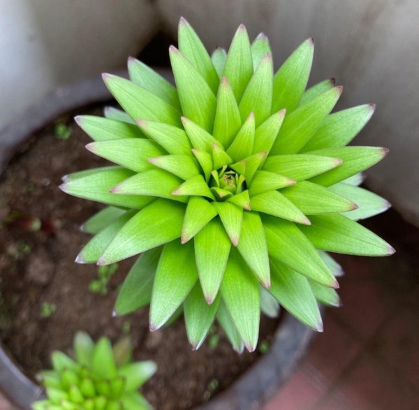 怎样养百合花才能养好
