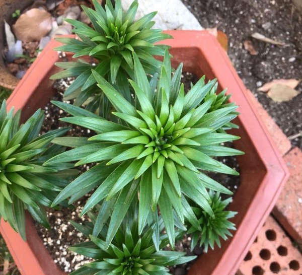 怎样养百合花才能养好