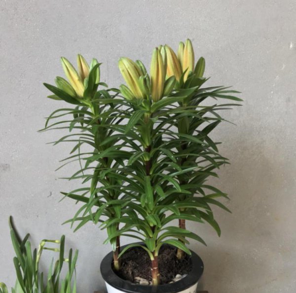 怎样养百合花才能养好