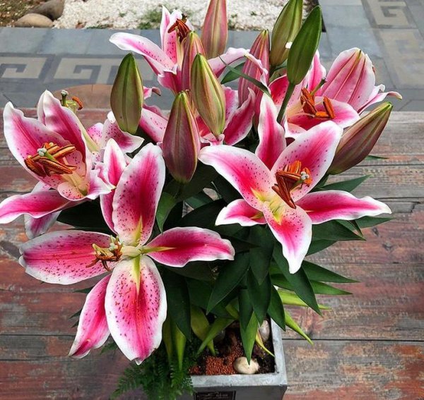 怎样养百合花才能养好