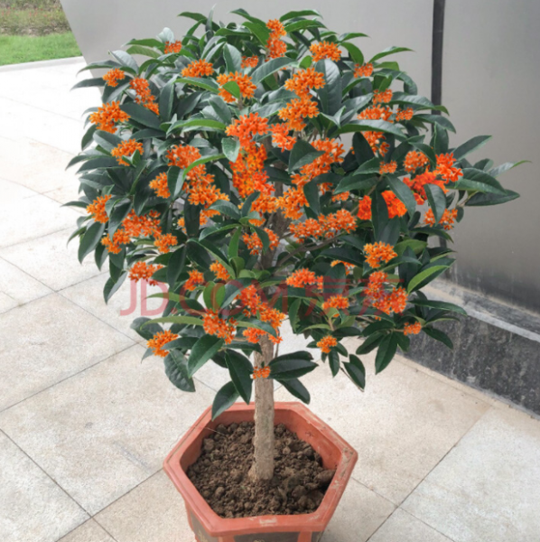 桂花怎么养殖