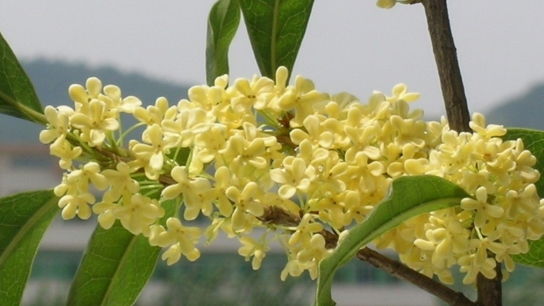 桂花怎么养殖
