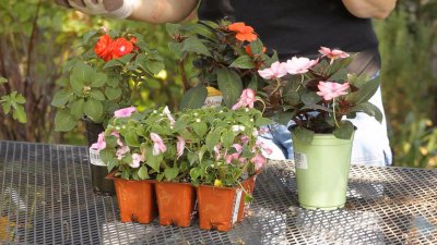 凤仙花可以水培生根吗 凤仙花盆栽种植方法