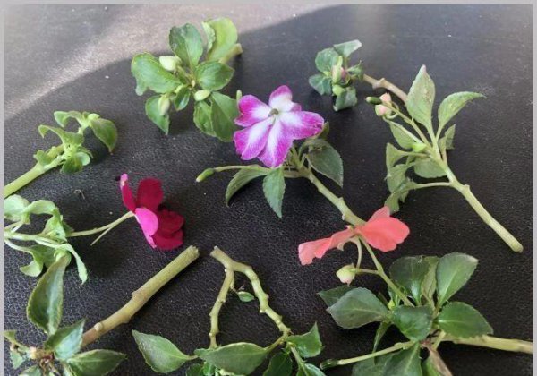 凤仙花可以水培生根吗