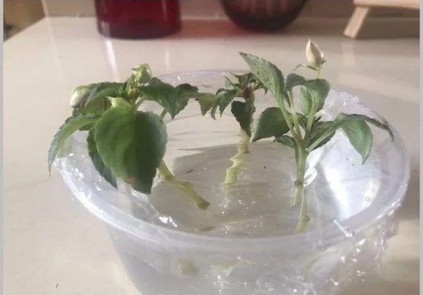 凤仙花可以水培生根吗