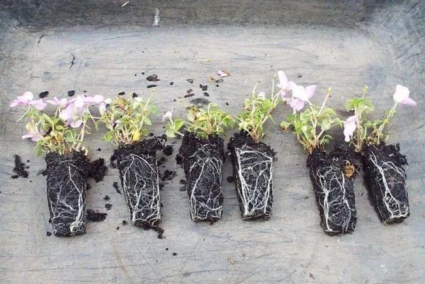 凤仙花可以水培生根吗