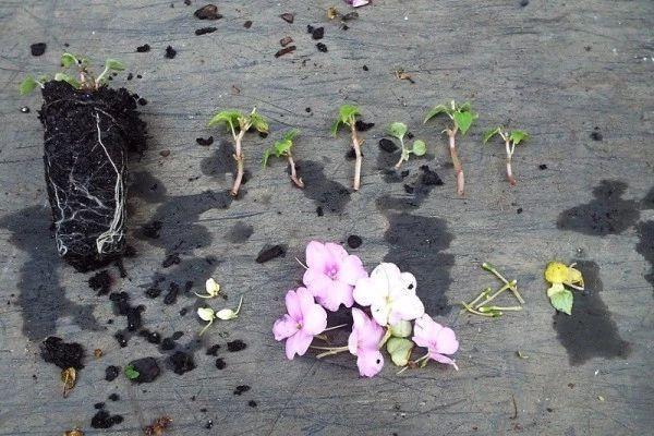 凤仙花可以水培生根吗