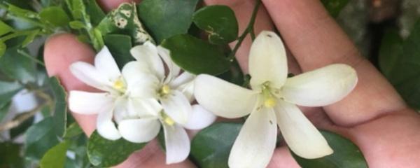 九里香几年苗才能开花