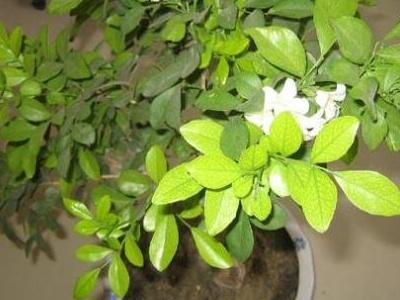 九里香几年苗才能开花