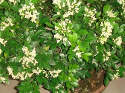 九里香几年苗才能开花