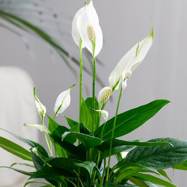 散尾葵花语象征与寓意