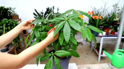 发财树叶子怎么修剪好看 发财树太高修剪图解